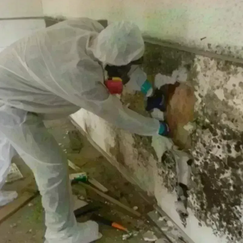 Mold Remediation and Removal in Granville, MA